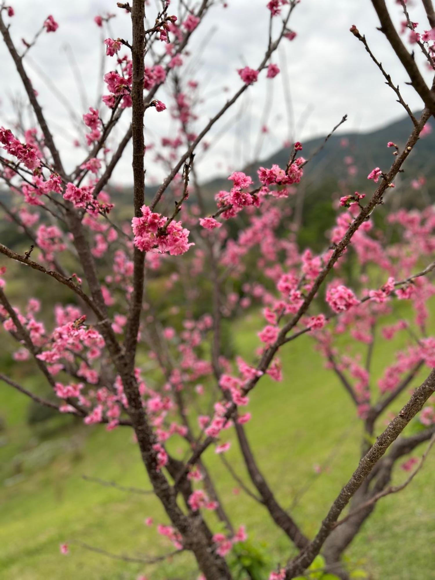 Pousada Terra Dos Passaros 상벤투 두 사푸카이 외부 사진